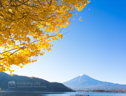 [รูปเยอะ] นั่งบัสไปคาวากูจิโกะ ชมวิวพันล้านของภูเขาไฟฟูจิช่วงใบไม้แดง